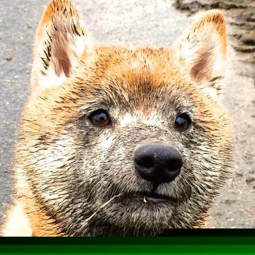 暗夜极速,当F1引擎在街道咆哮,贝恩的阴影笼罩赛场