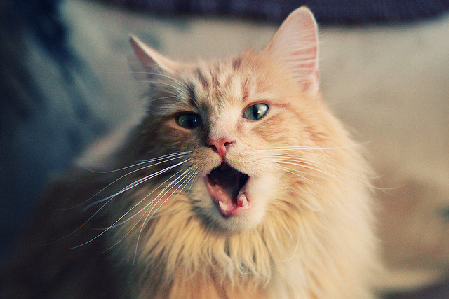 暗夜极速,当F1引擎在街道咆哮,贝恩的阴影笼罩赛场